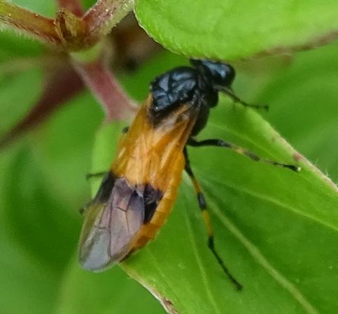 Arge cyanocrocea